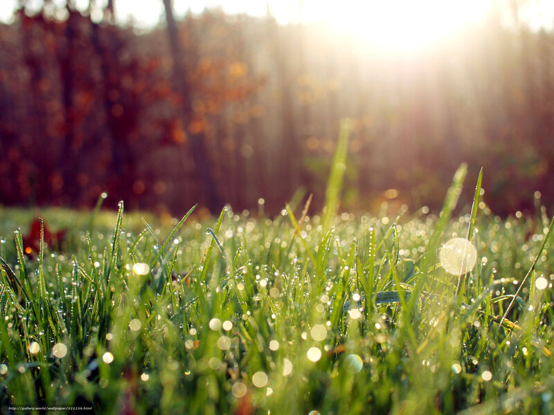 Dew-covered Grass