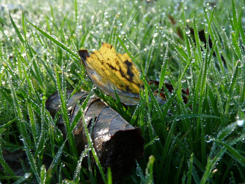 Dew-covered grass with fallen leaves