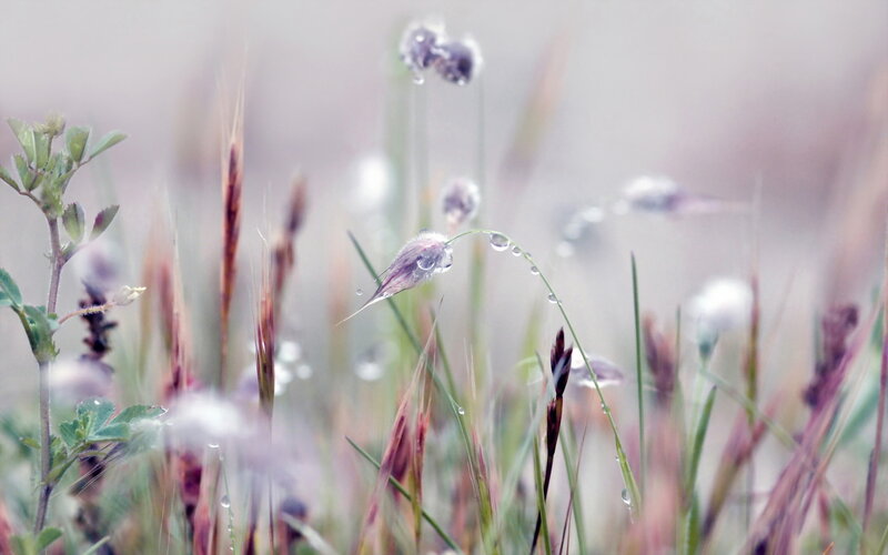 Dew-covered Grasses