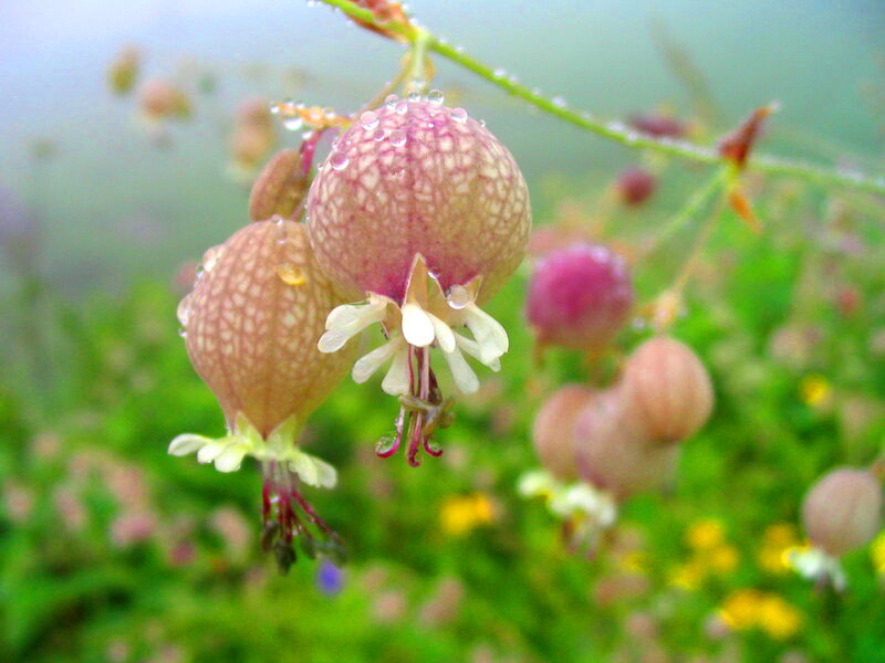 Dew-covered Lantern Flowers