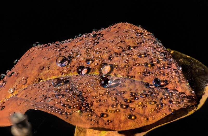 Dew-covered Leaf — Brown, Dramatic