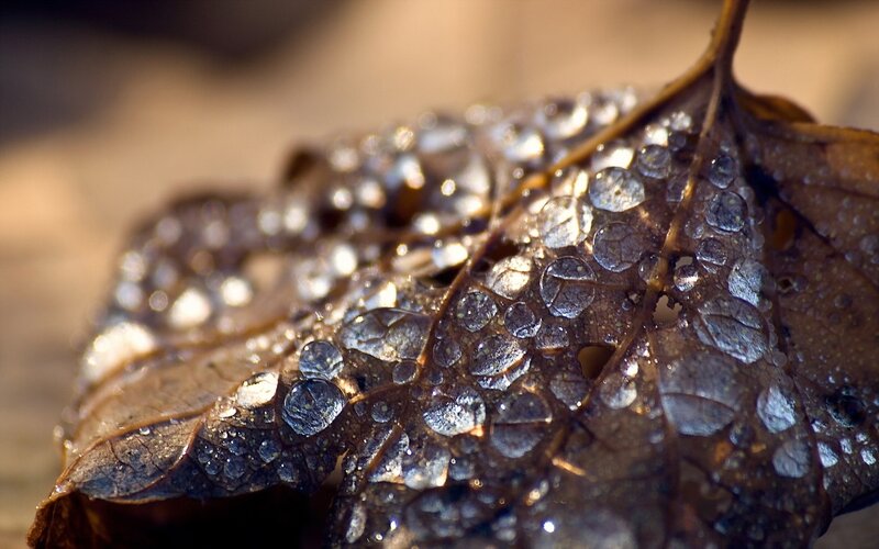 Dew-covered Leaf — Brown