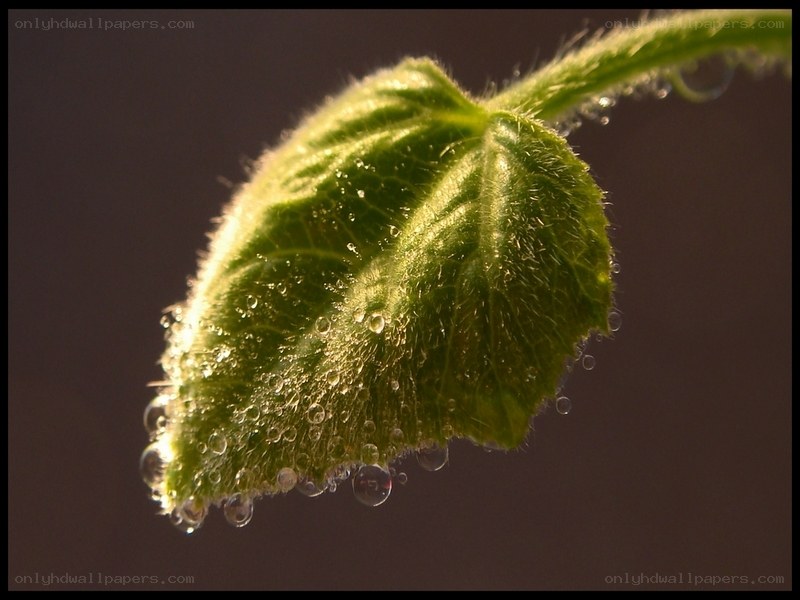 Dew-covered leaf in sunlight