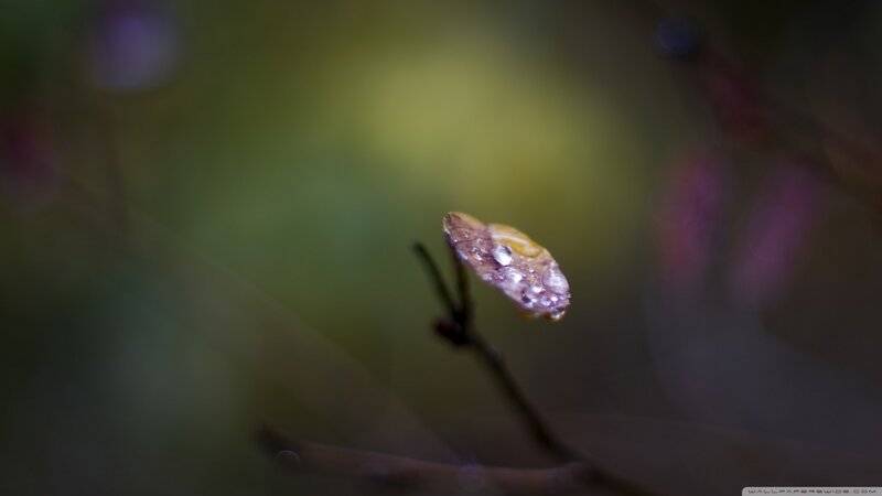 Dew-covered Leaf on Branch