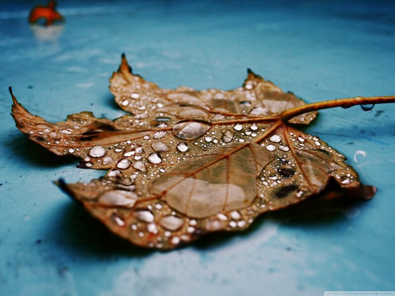 Dew-covered Leaf