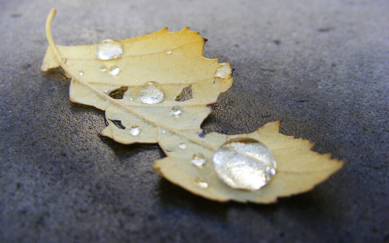 Dew-covered Leaf — Yellow