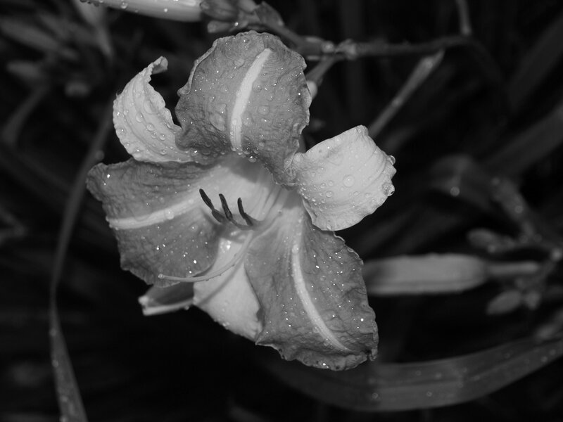 dew-covered lily flower