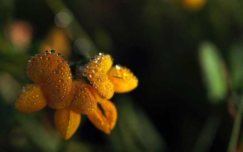 Dew-covered orange flower