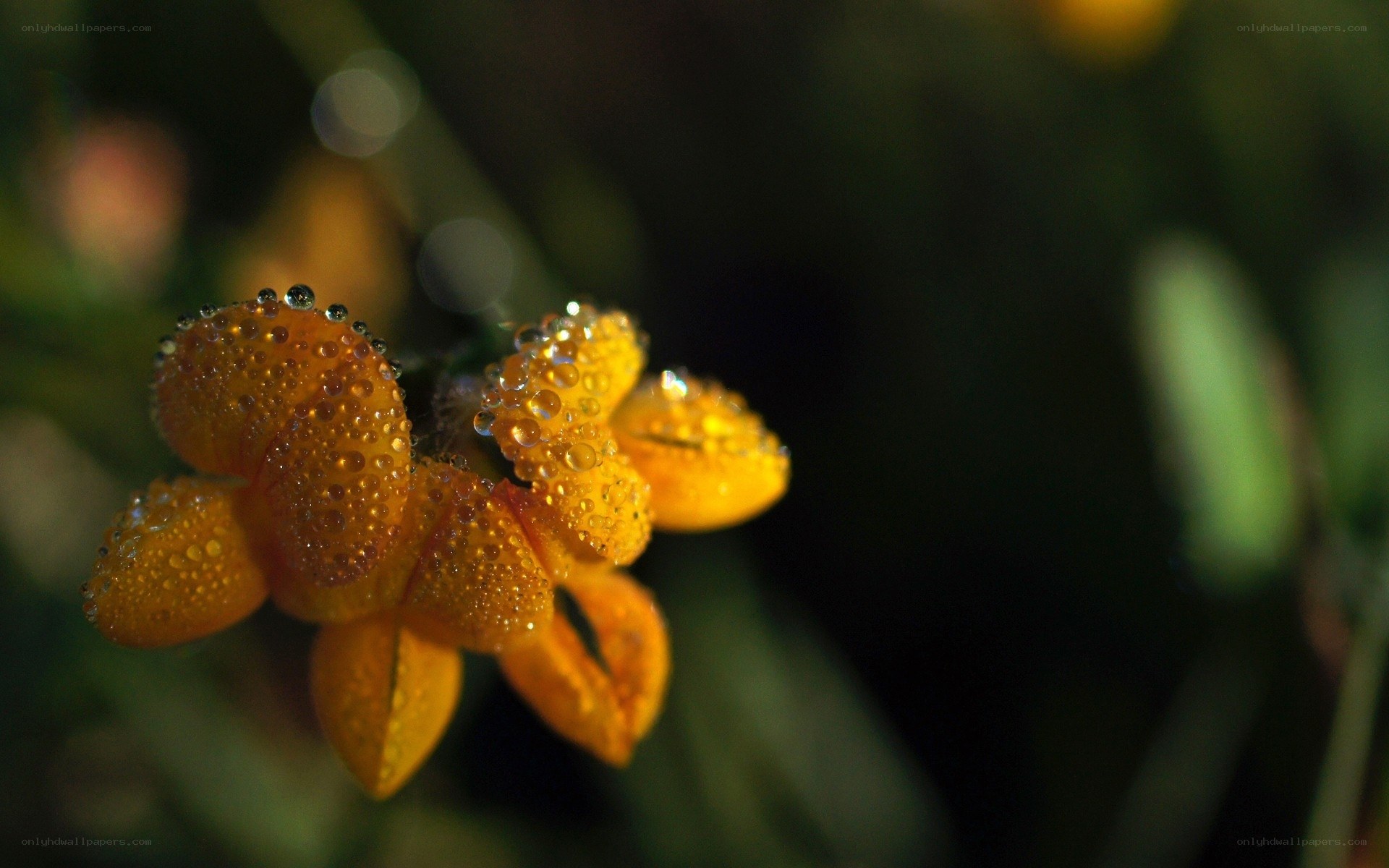 Dew-covered orange flower