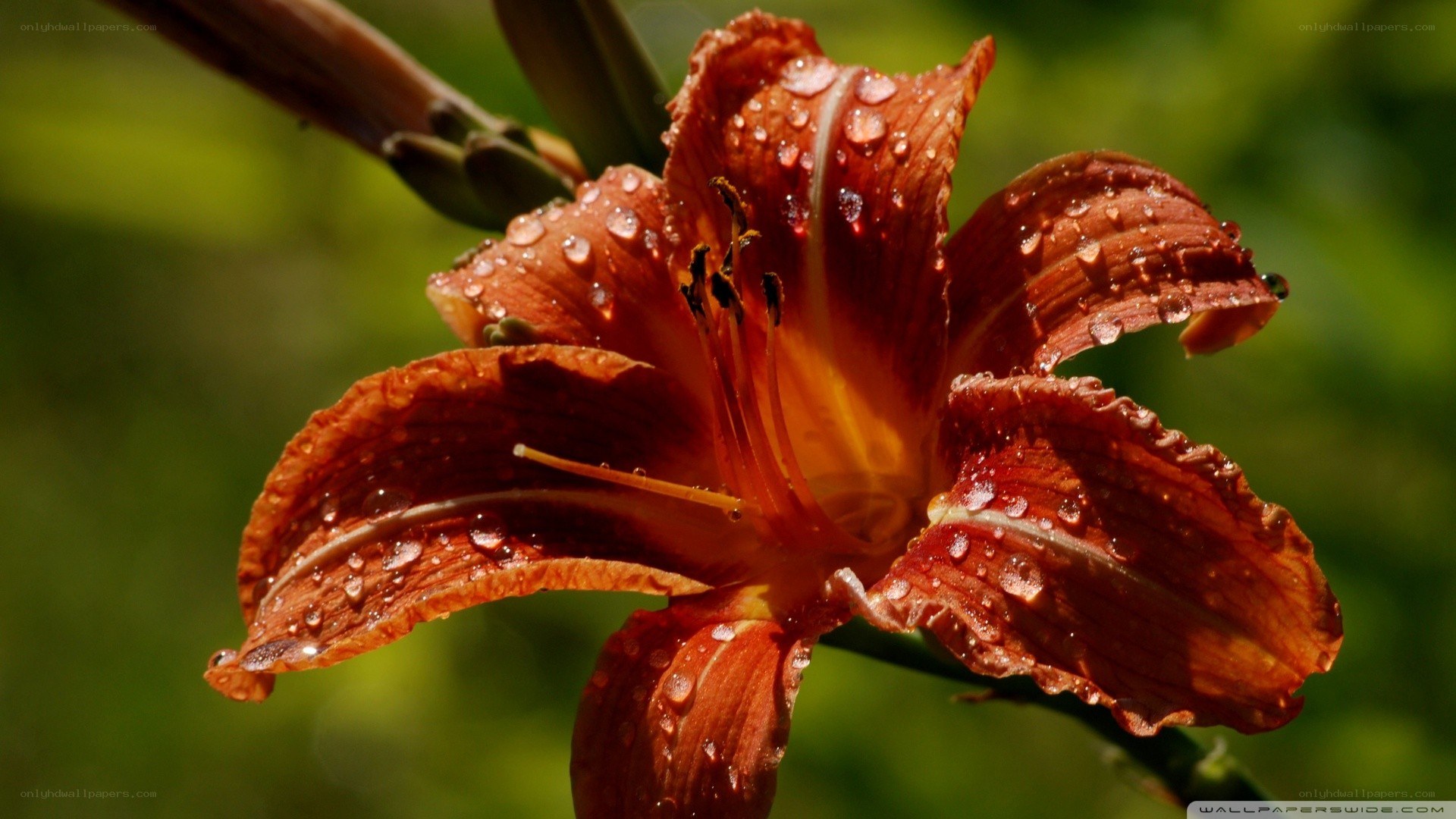 dew-covered orange lily flower