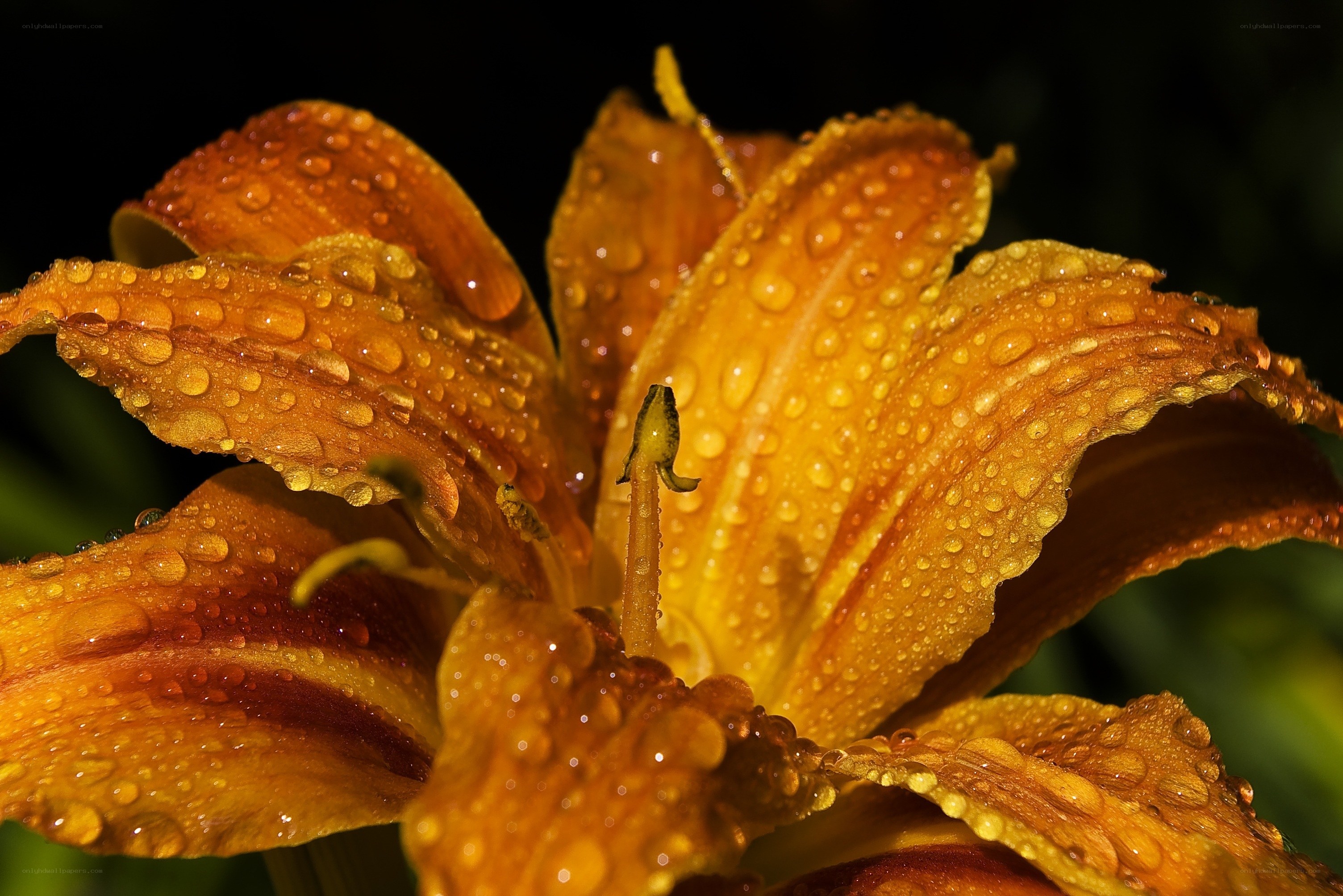 Dew-covered orange lily flower