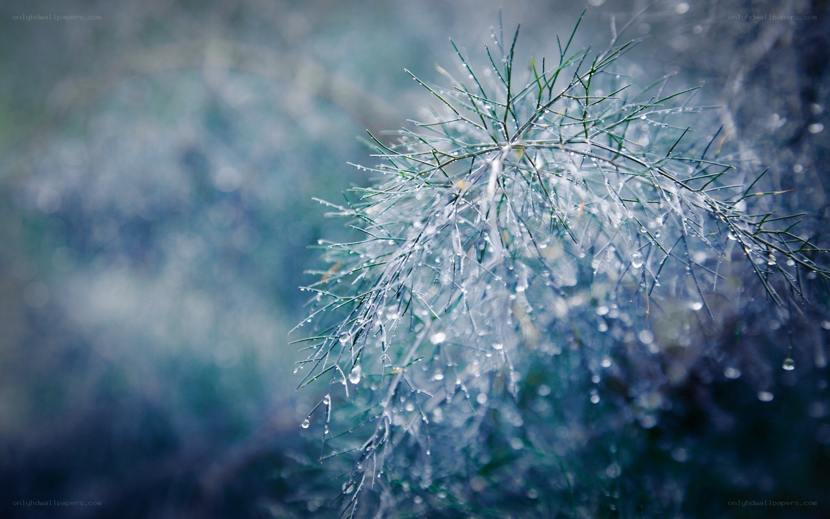 Dew-covered plant branch
