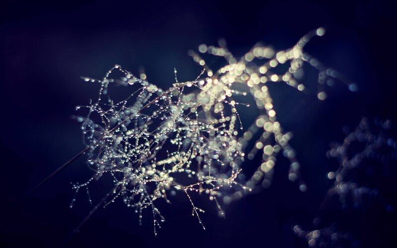Dew-covered Plant Branches