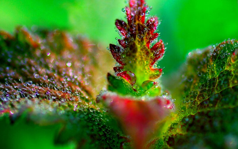 Dew-covered Plant Bud — Green