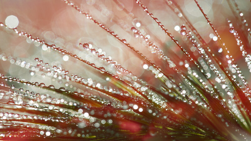 Dew-covered Plant Fibers — Red
