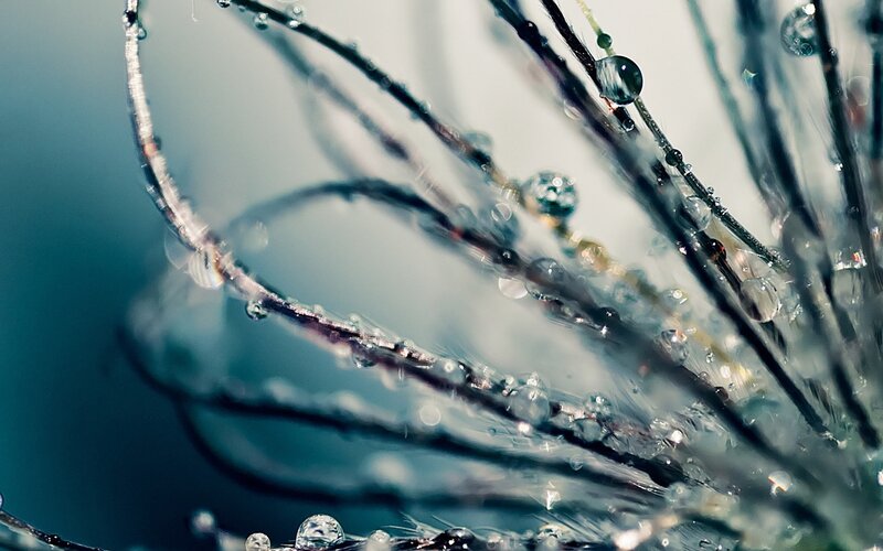 Dew-covered Plant Fibers