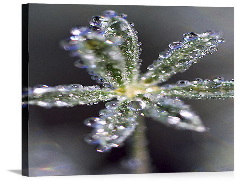 Dew-covered plant in macro