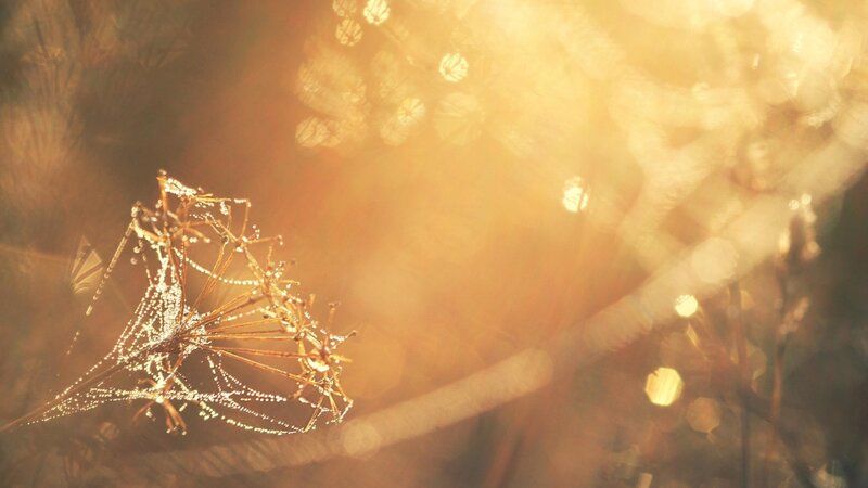 Dew-covered Plant in Sunlight