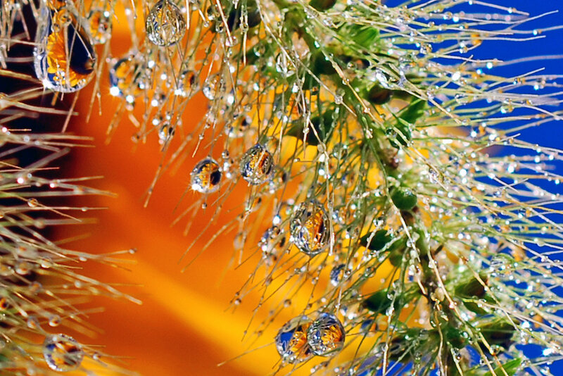 Dew-covered Plant — Orange