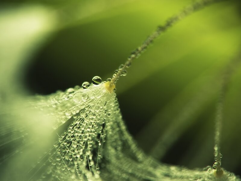 Dew-covered Plant Part