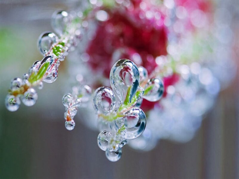 Dew-covered Plant Sprigs