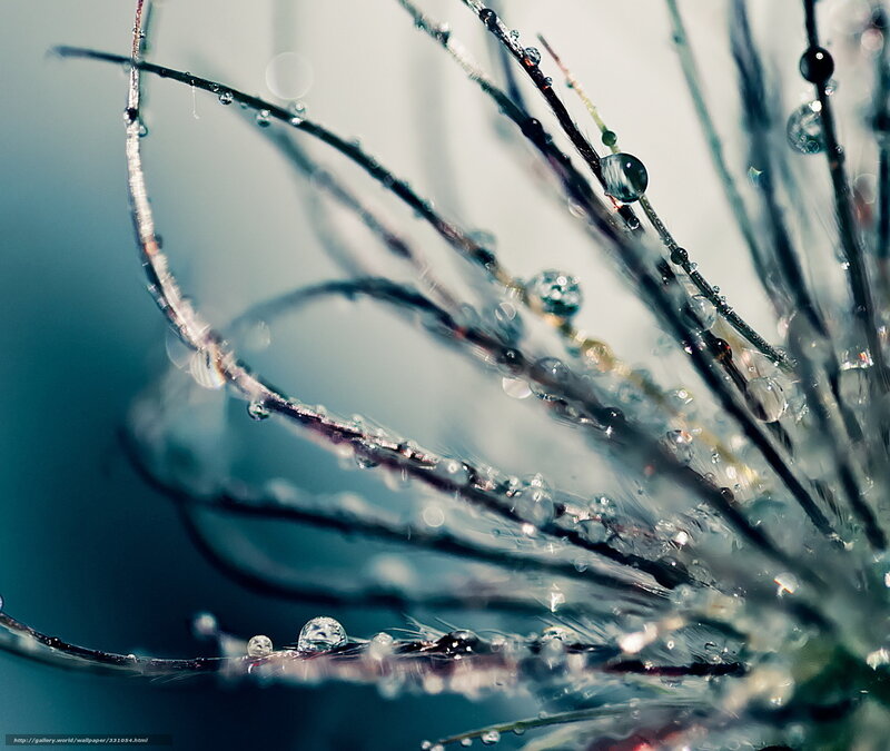 Dew-covered Plant Stem — Blue