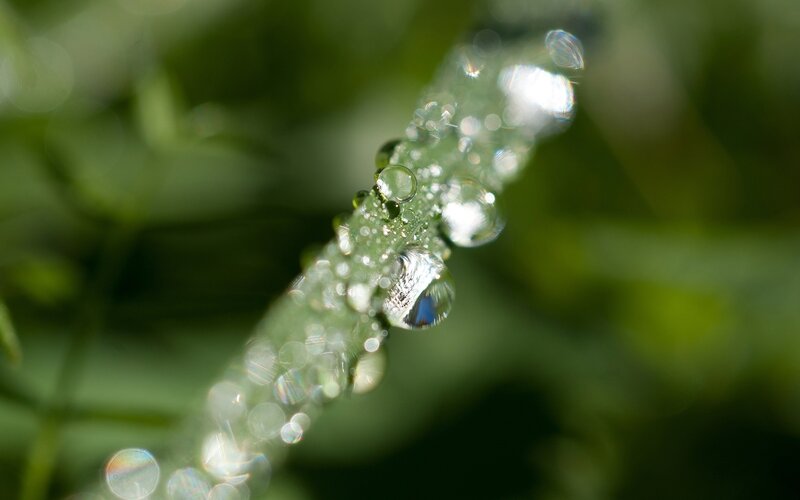 Dew-covered Plant Stem