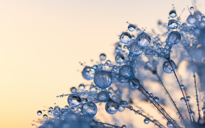 Dew-covered Plant Stems — Blue
