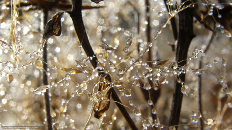 Dew-covered Plant Stems — Brown, Serene, Morning