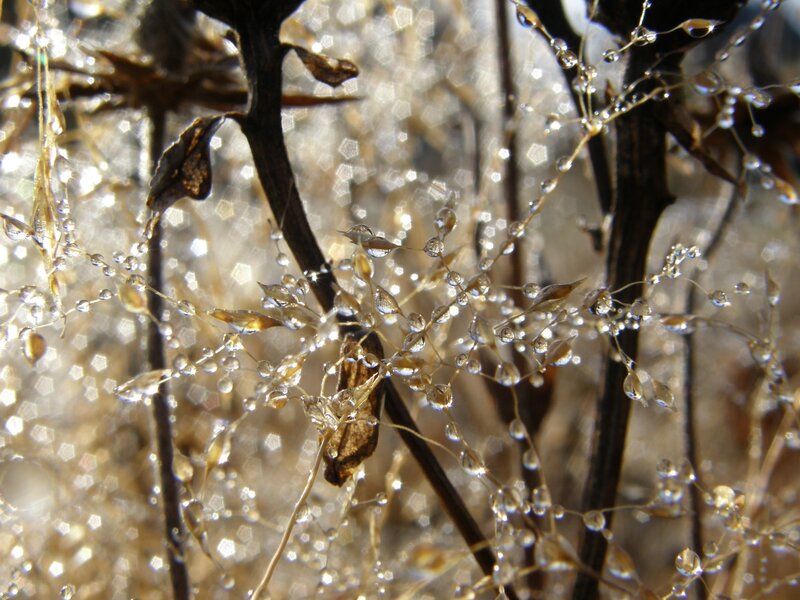 Dew-covered Plant Stems — Brown, Serene