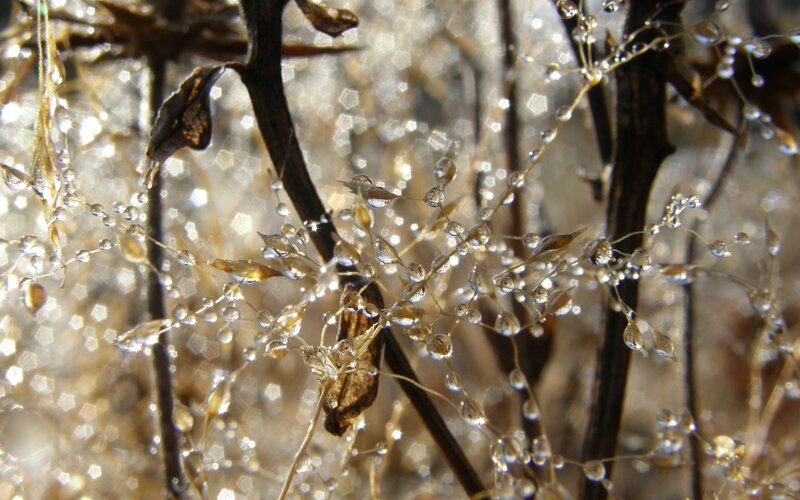Dew-covered Plant Stems — Brown
