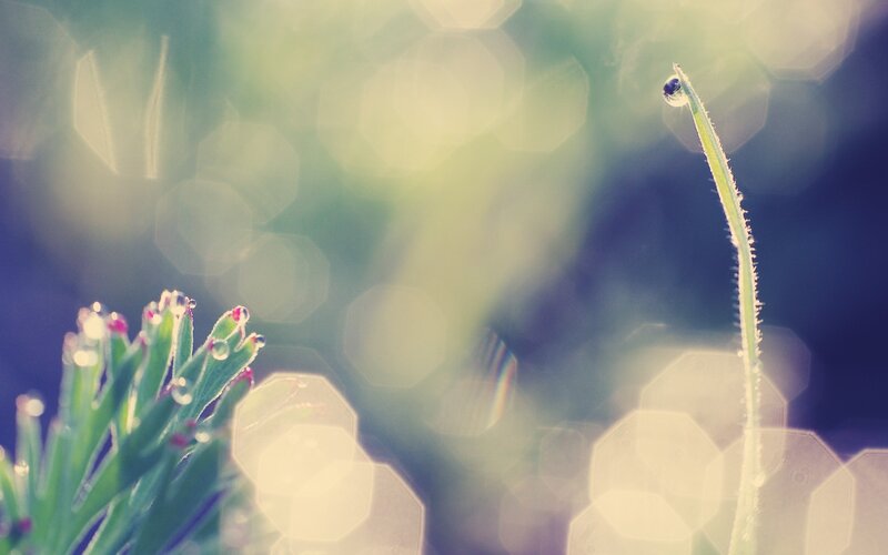 Dew-covered Plant Stems — Green