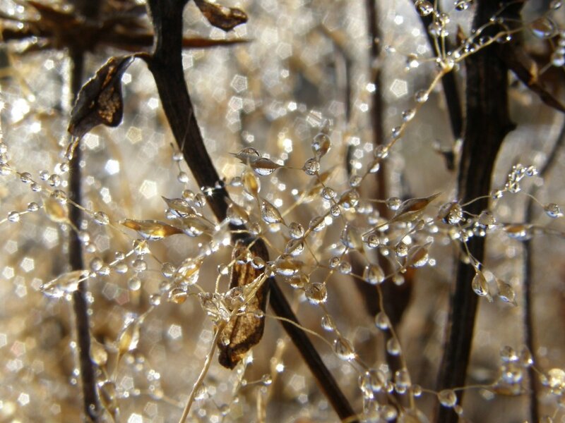 Dew-covered Plant Stems