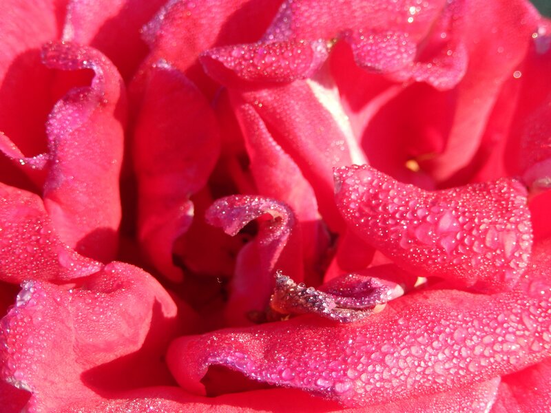 dew-covered red rose
