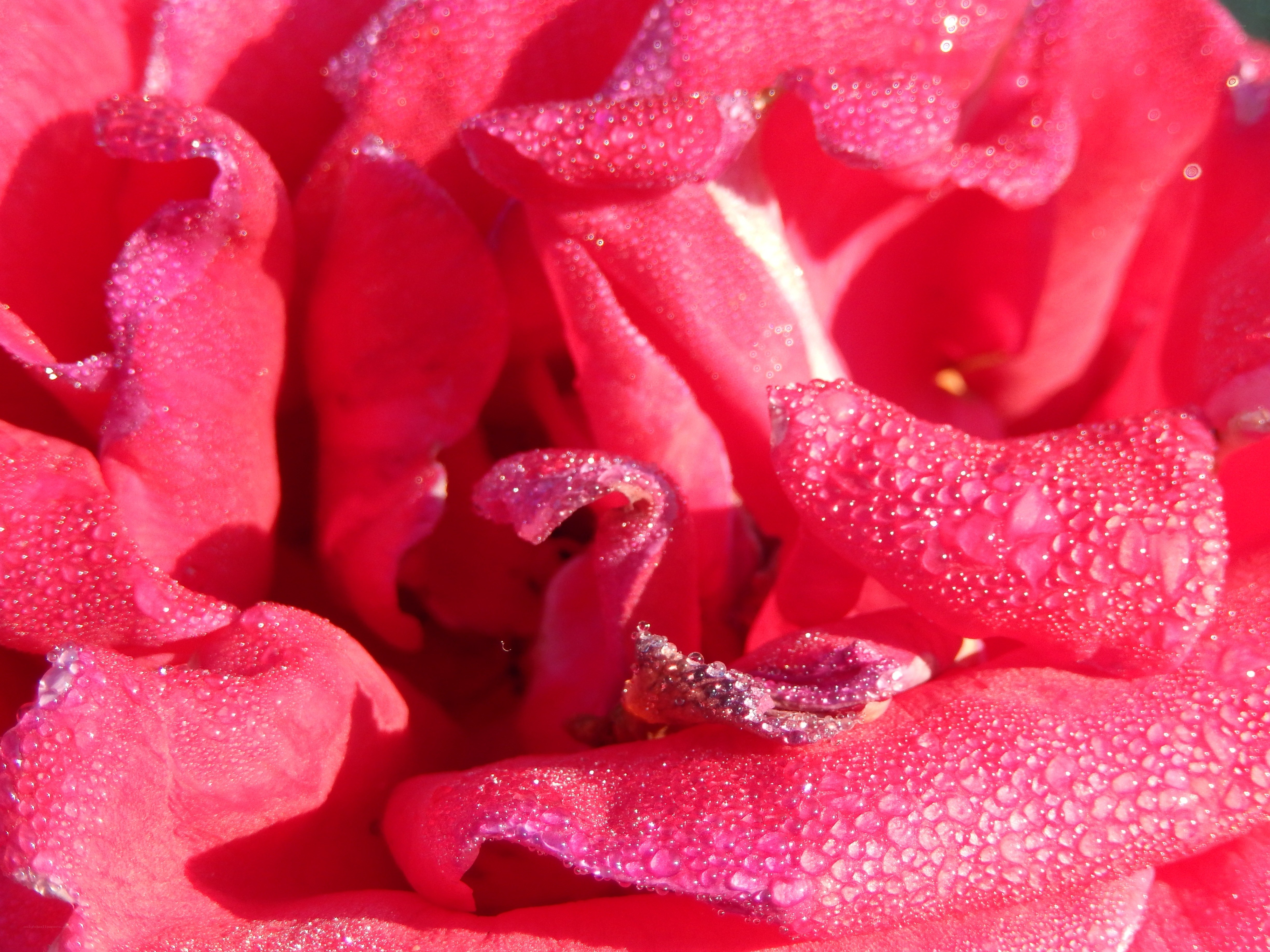 dew-covered red rose
