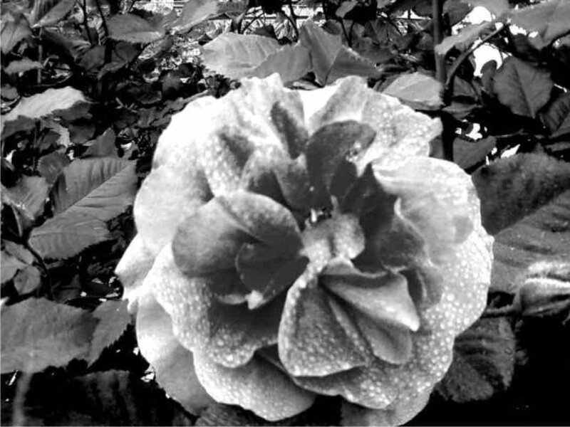dew-covered rose in black and white