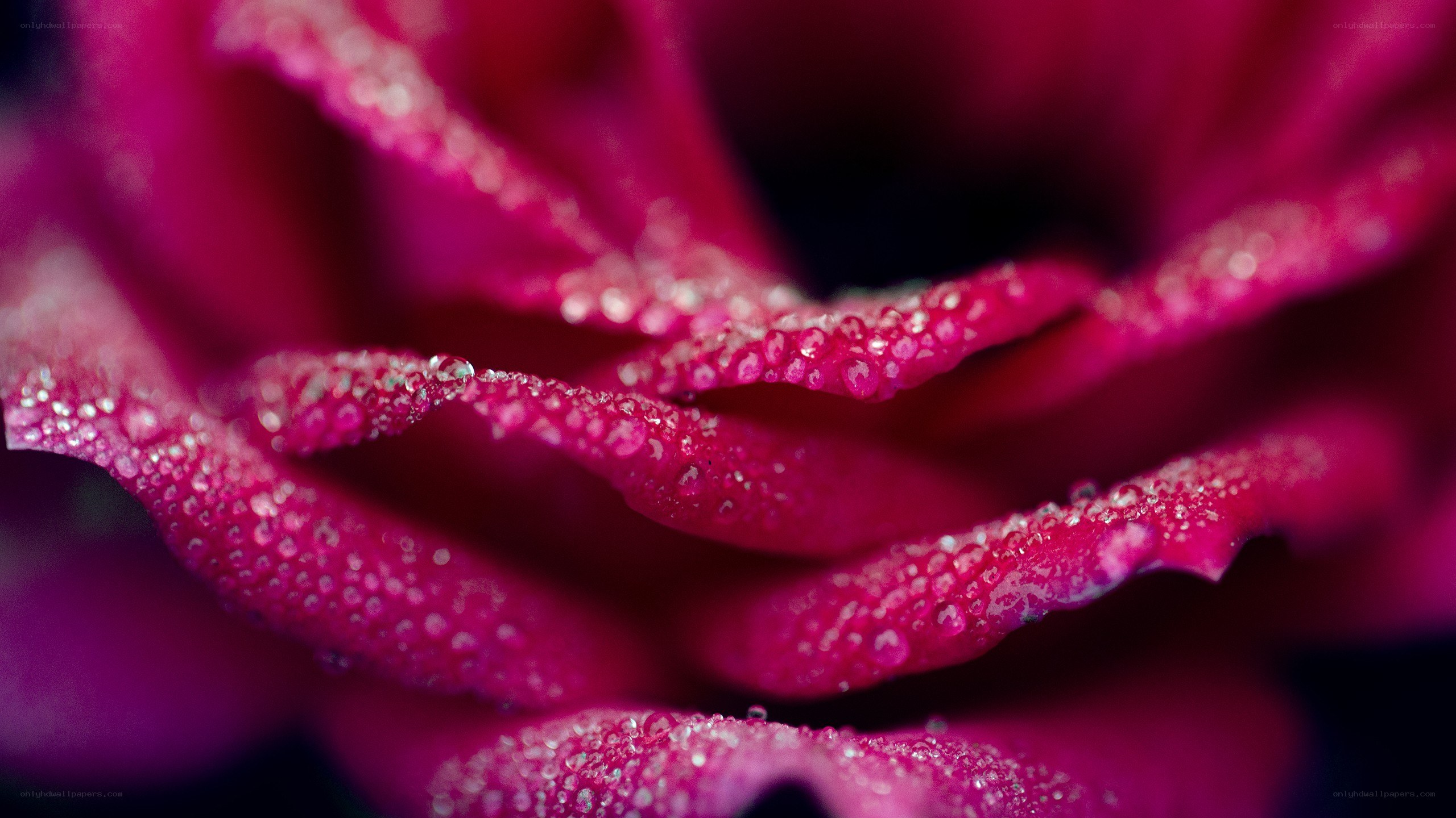 dew-covered rose petals