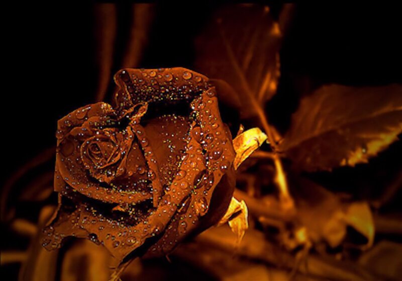 Dew-covered Rose