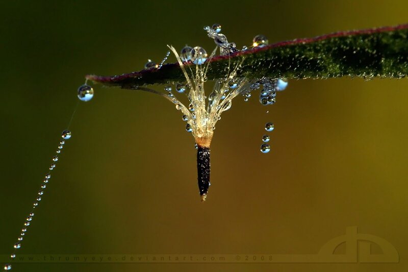Dew-covered Seed Pod