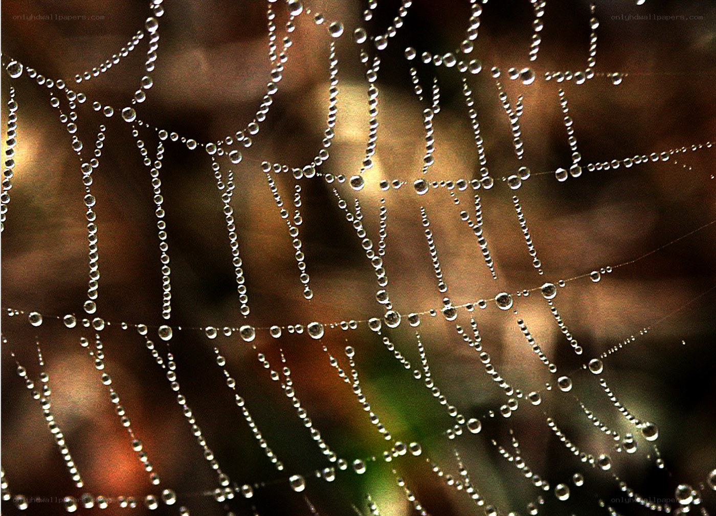Dew-covered spider web