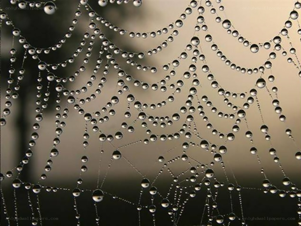 Dew-covered spider web