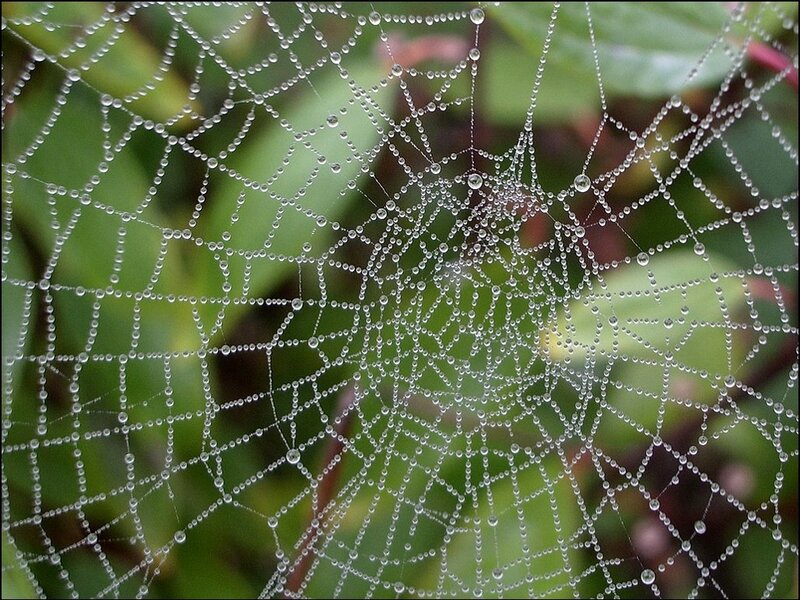 Dew-covered spider web