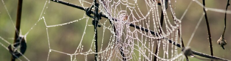Dew-covered spider web