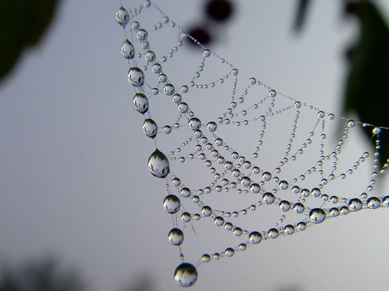 Dew-covered spider web