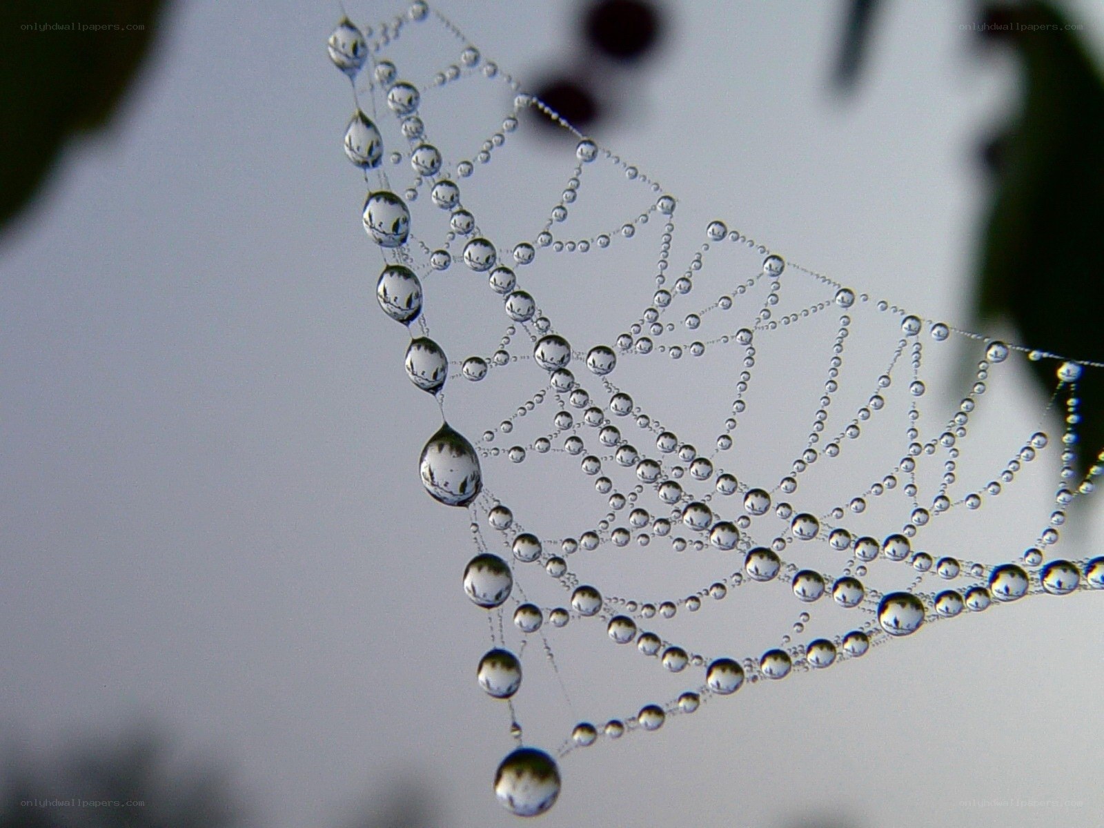 Dew-covered spider web