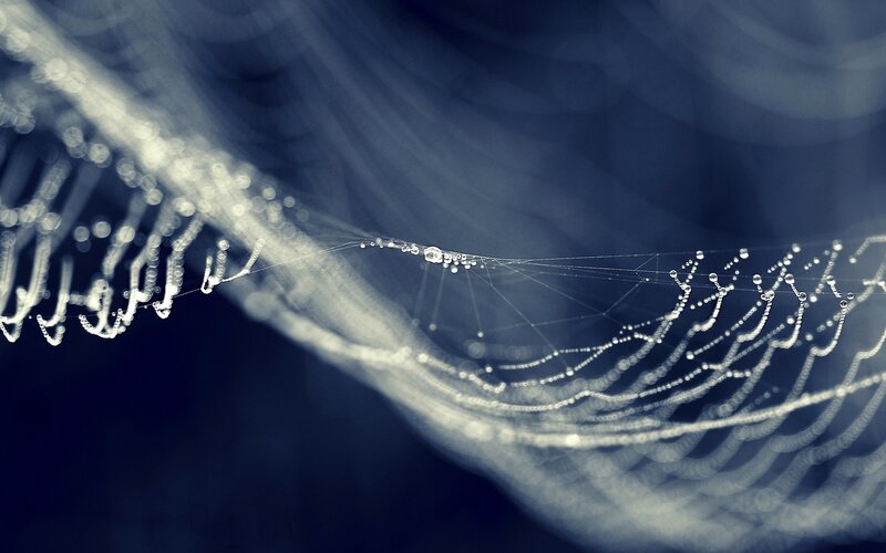 Dew-covered spider web
