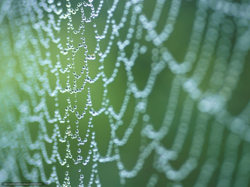 Dew-covered spider web