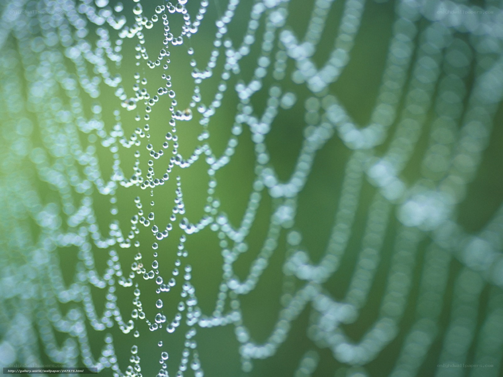 Dew-covered spider web