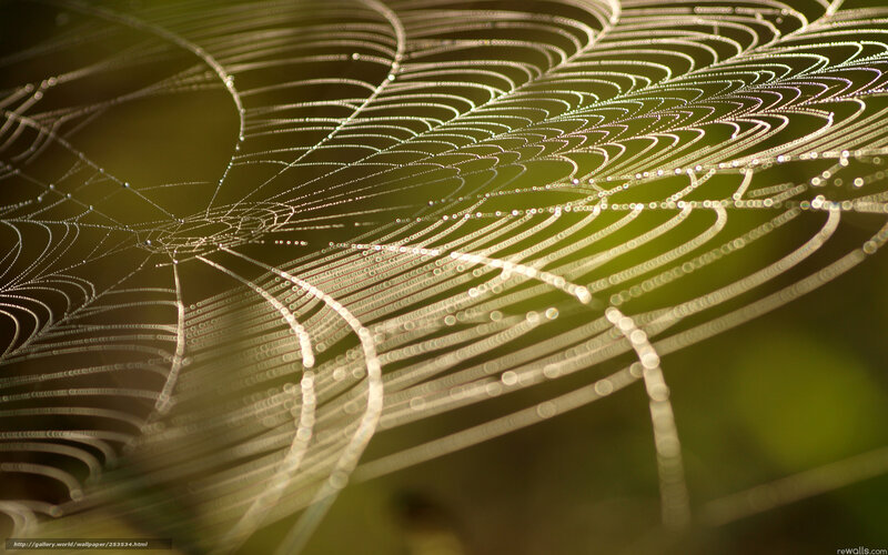 Dew-covered spider web