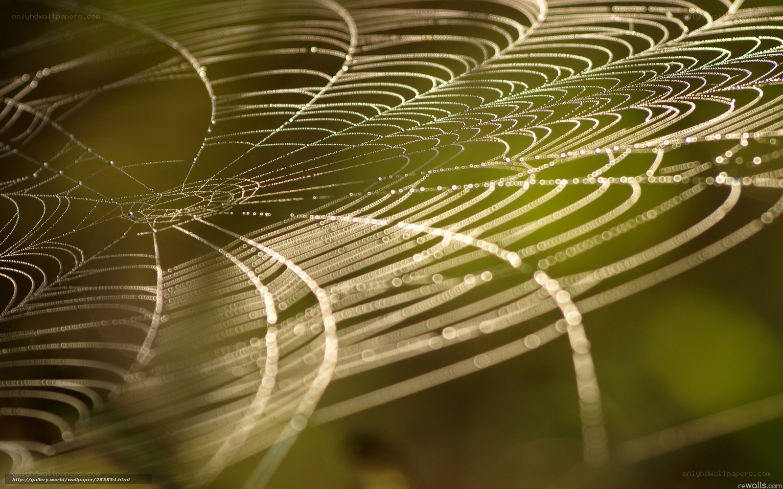 Dew-covered spider web